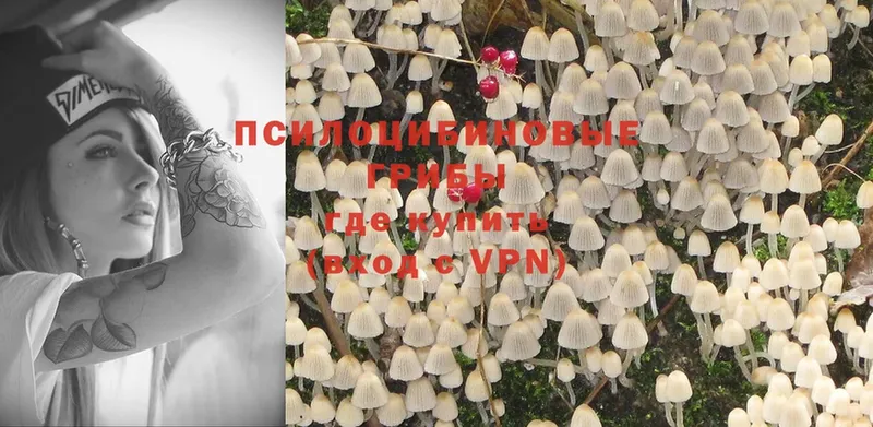 где можно купить наркотик  Будённовск  Псилоцибиновые грибы Psilocybine cubensis 